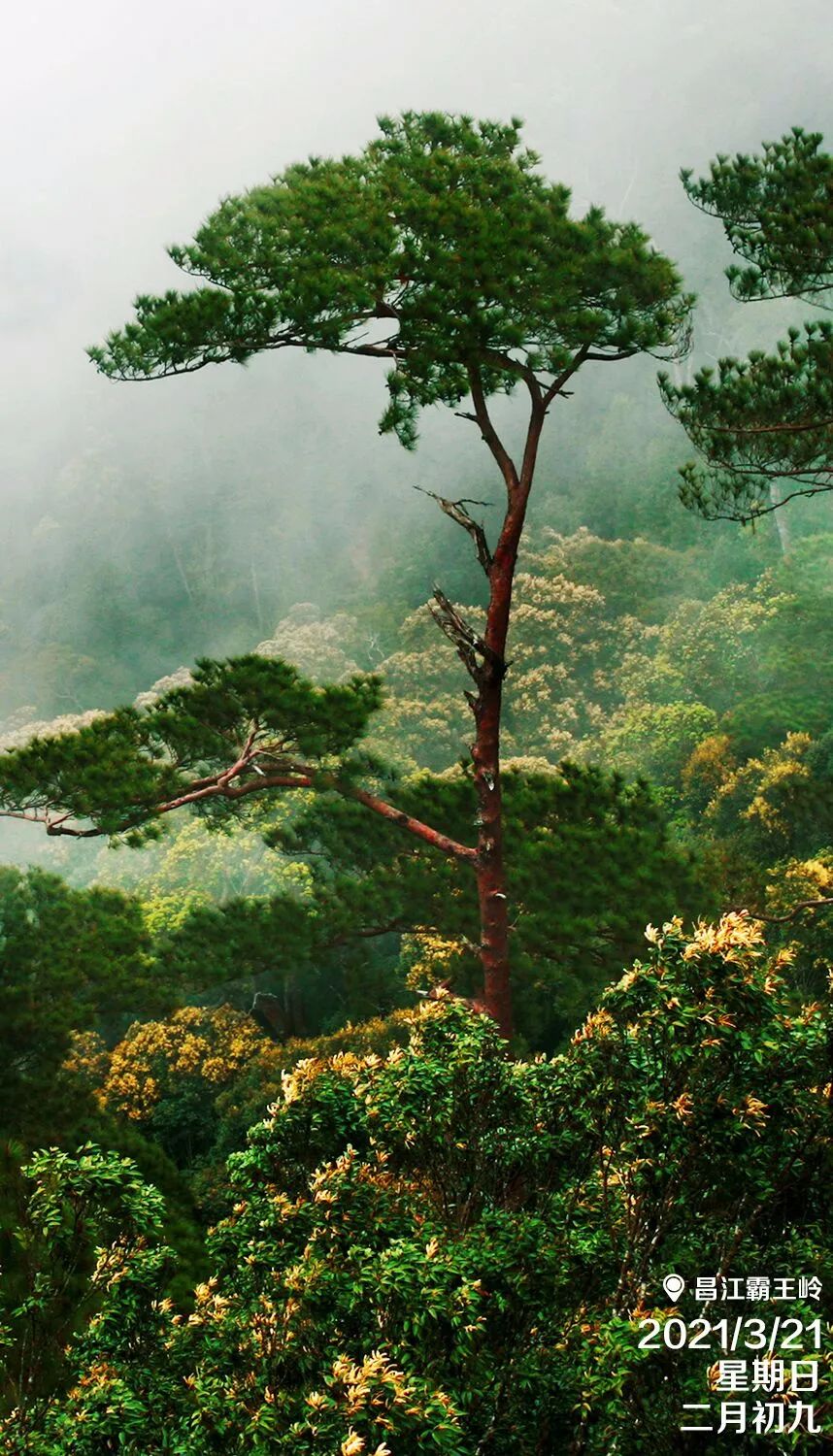 每日一景|昌江霸王岭国家级自然保护区