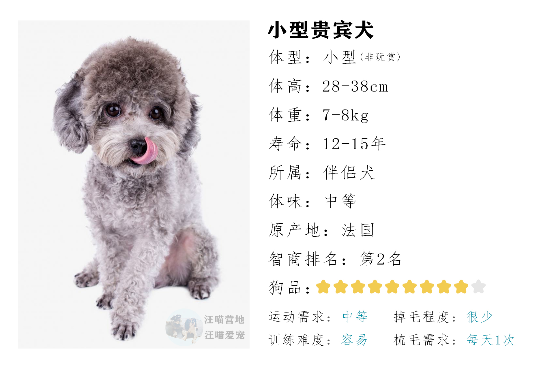 泰迪犬报价图片