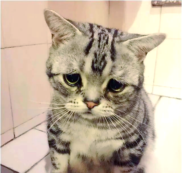 全球最受欢迎的悲伤小猫,表情可爱,粉丝众多