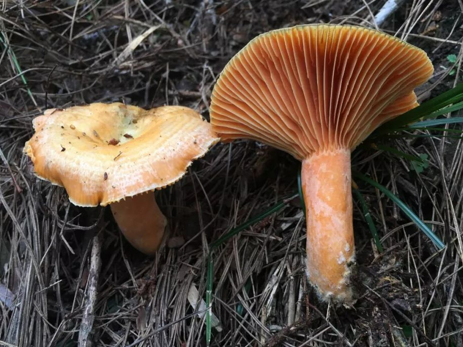 提醒致命毒蘑菇高发季路边蘑菇不要采