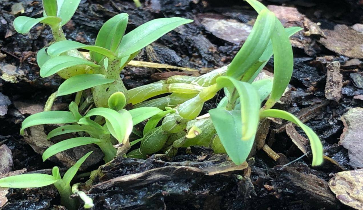 霍山石斛:真那么值钱吗?
