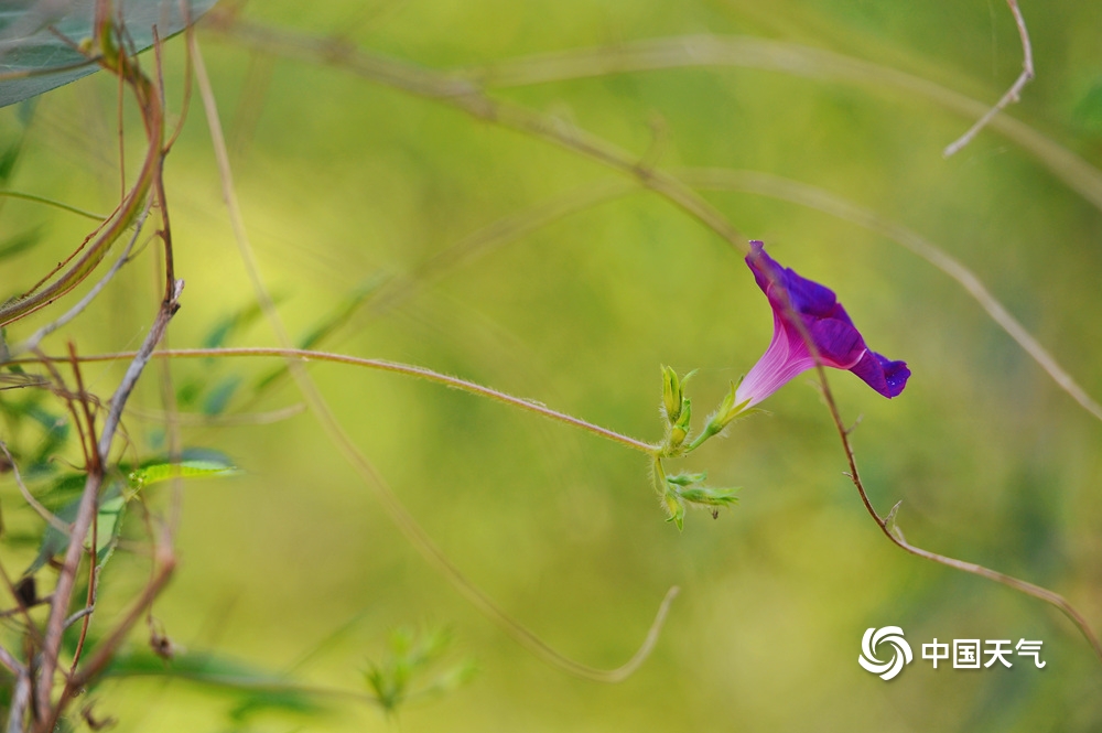 夏日的清凉 北京康西草原湿地水草丰美