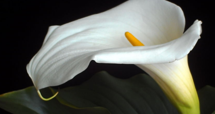 马蹄莲果实是什么