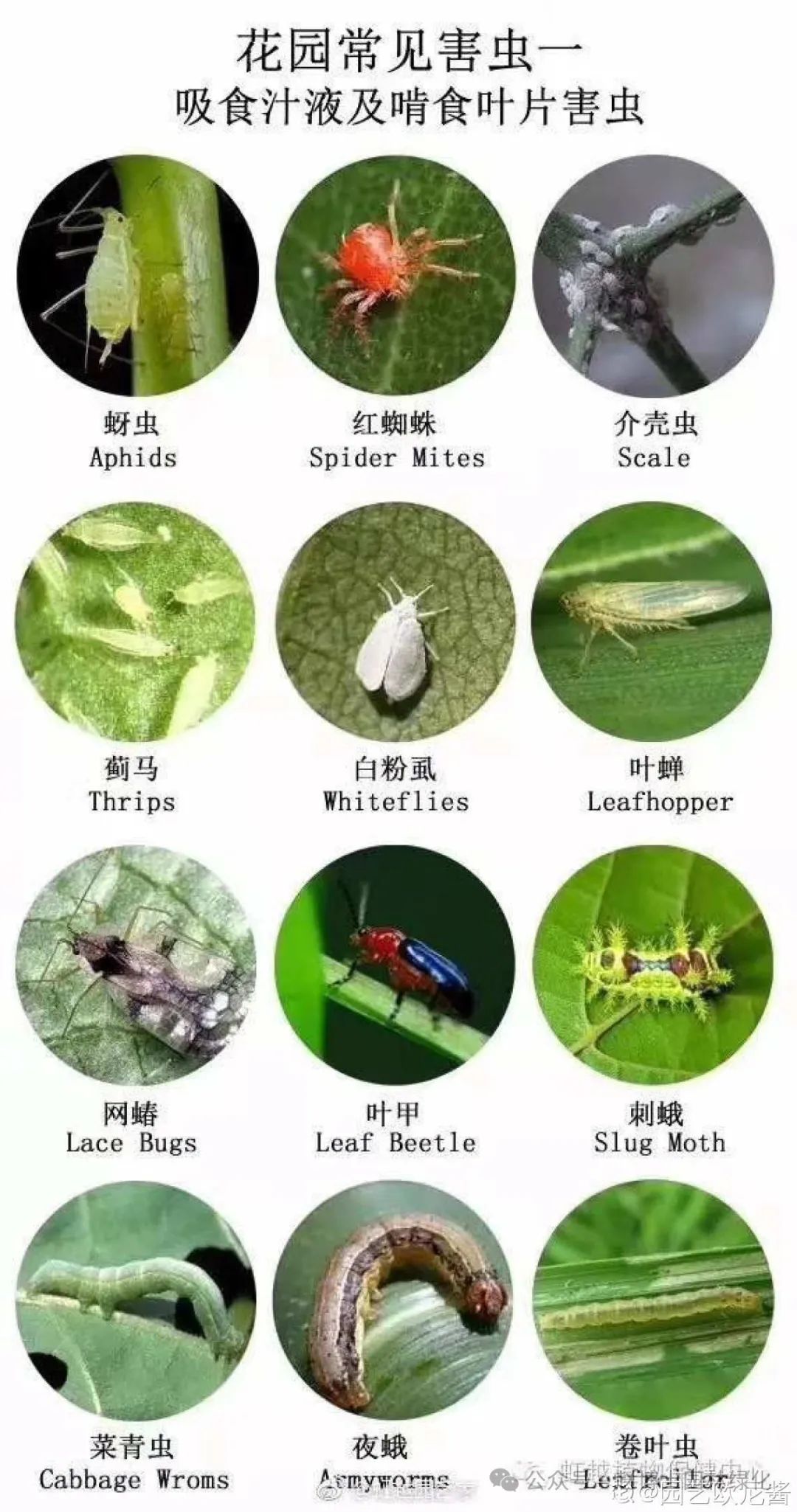 园林植物有害生物危害等级识别与防控最优对策,减少农