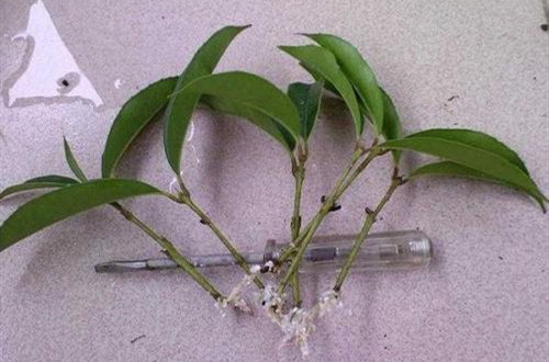 想知道桂花扦插生根最快方法,需了解它的生长环境及扦插技巧!