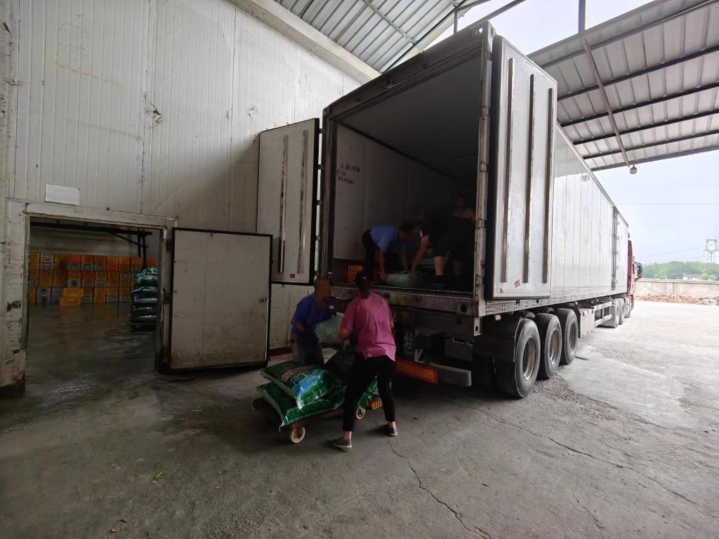 一捧毛豆的不眠夜——四川金堂官仓街道蹲点记