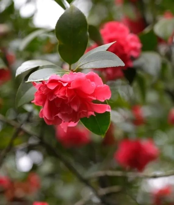 重庆市花山茶花图片