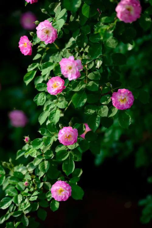 蔷薇花主题壁纸:高清护眼,唯美小清新