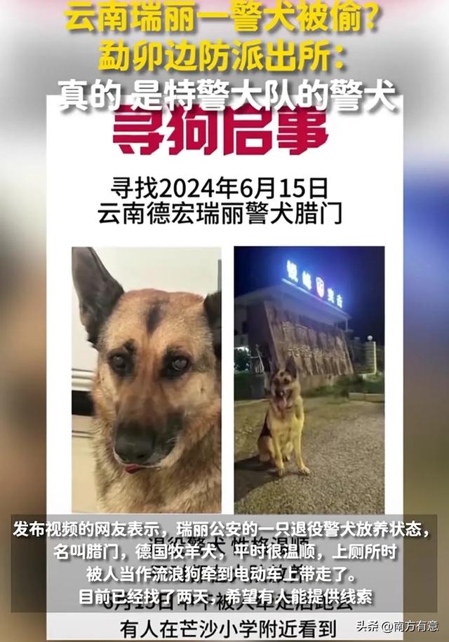 云南瑞丽警犬被偷?派出所回应:特警大队的警犬!评论炸锅