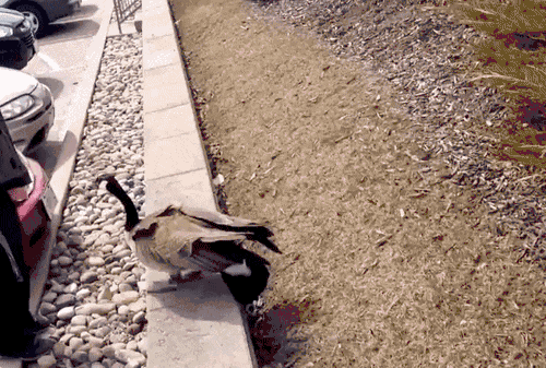 12年前,它们击落了一架飞机