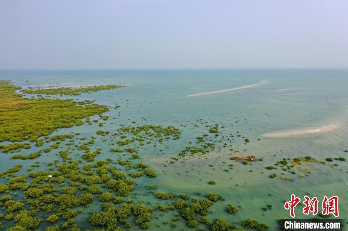 「美丽中国·网络媒体生态行」广西北海金海湾红树林"海上森林"白鹭
