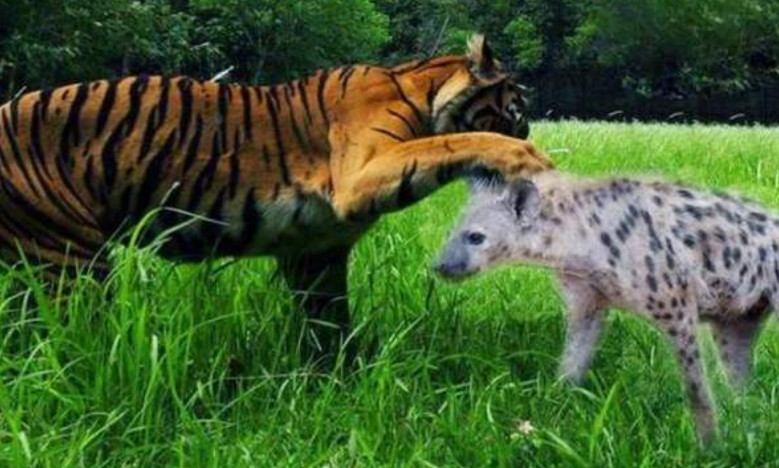 真实记录母老虎大战鬣狗,在丛林之王面前,鬣狗简直不堪一击