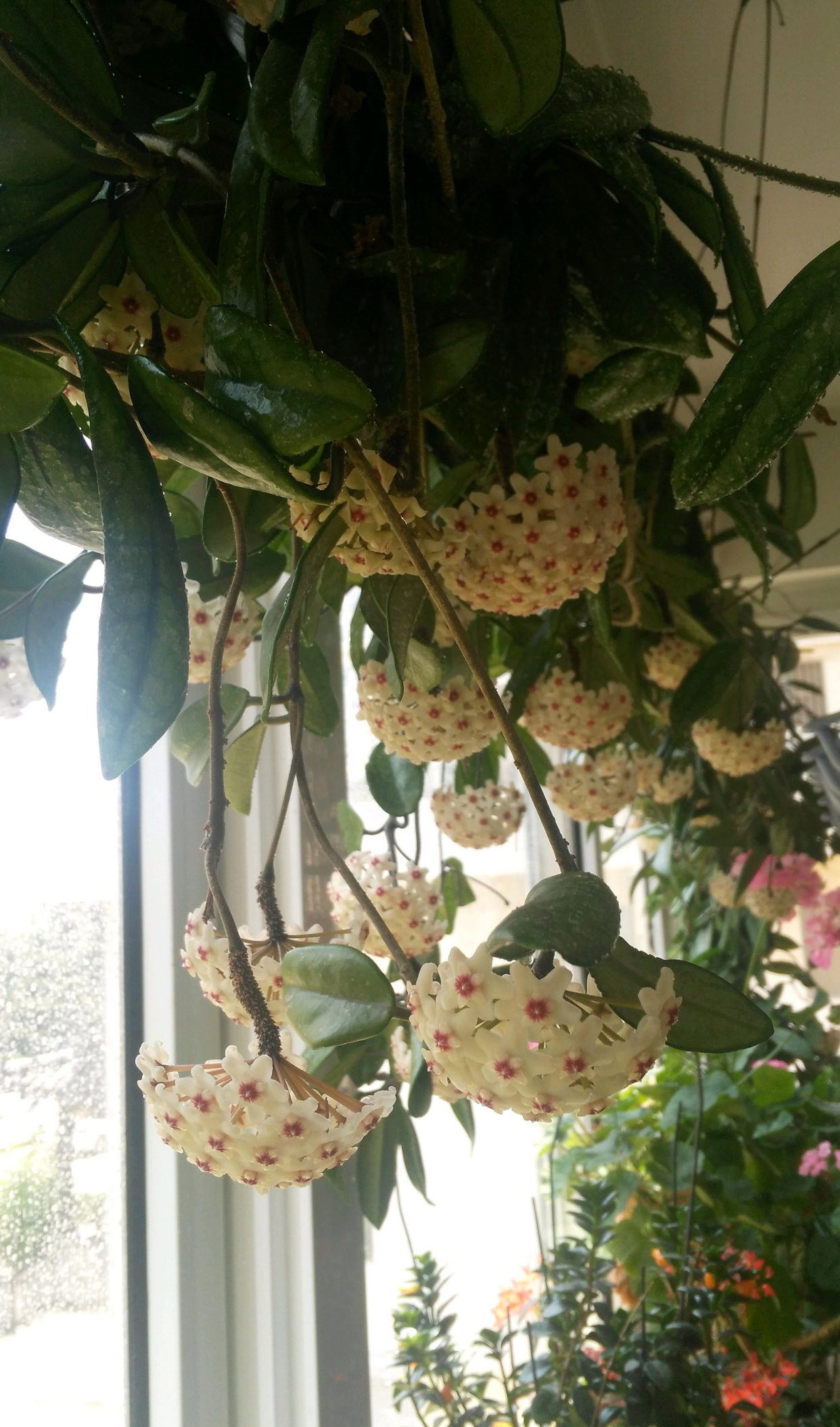 室内盆栽佳品—银斑球兰,集观叶,赏花,闻香于一身,新手也能养