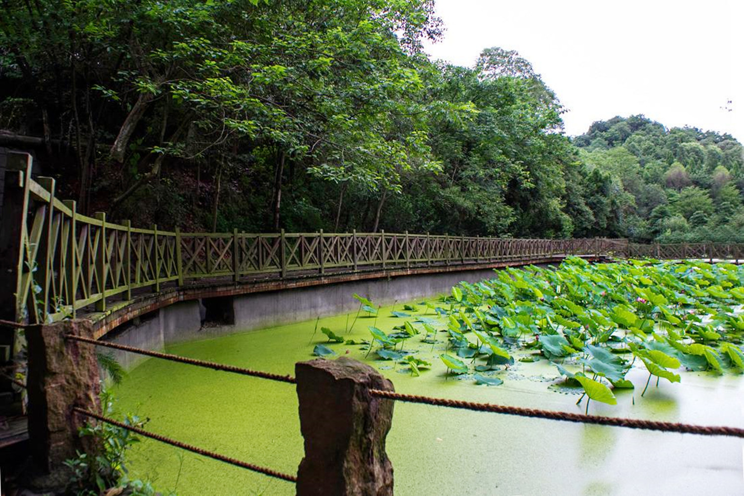 德阳周边看花旅游景点有哪些?推荐四个地方,本地人都爱去