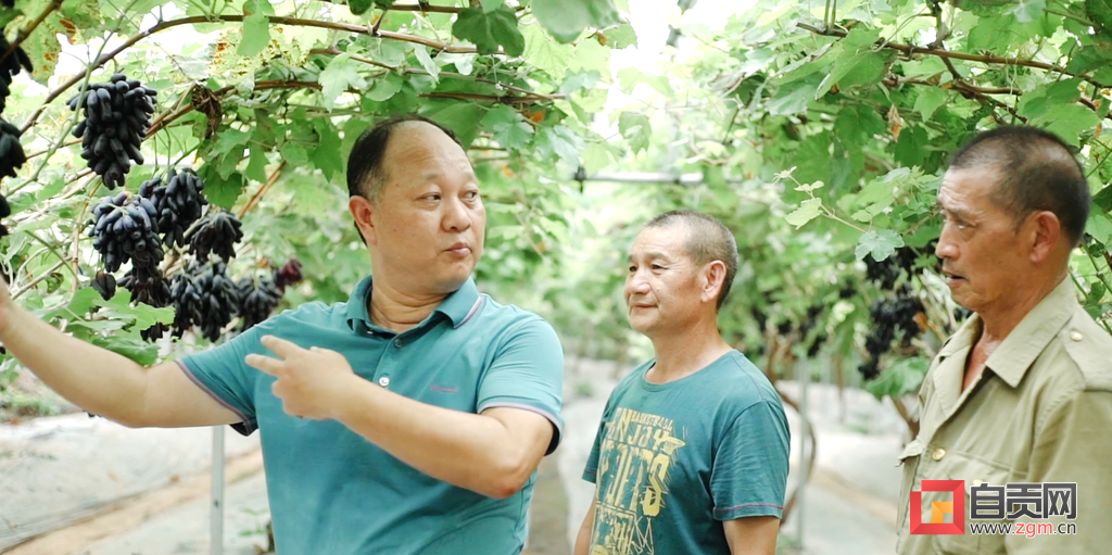 「盐都榜样·盐都乡贤」杨祝贤:乡亲致富奔康的领头人