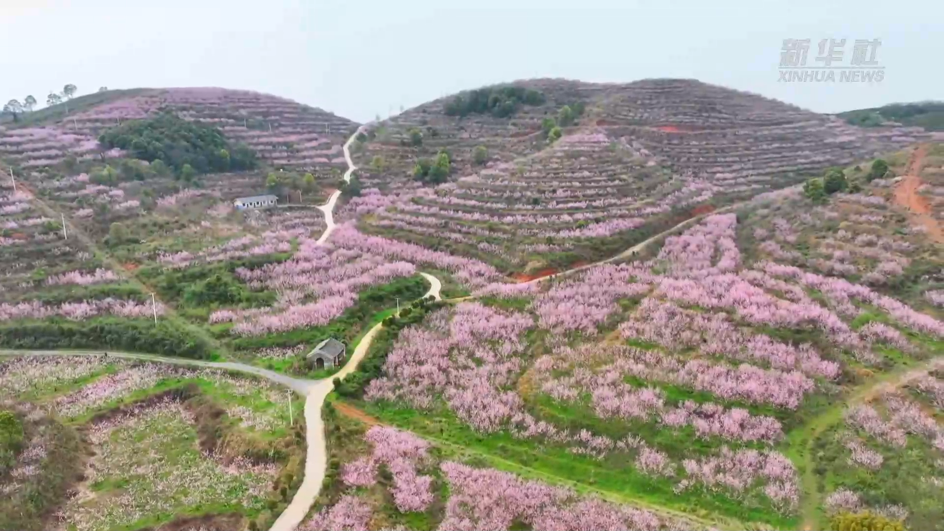 湖南冷水滩:千亩花海惹人醉