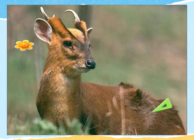 广西男子偶遇可爱动物幼崽,误以为小鹿,实为黄猄,属保护动物