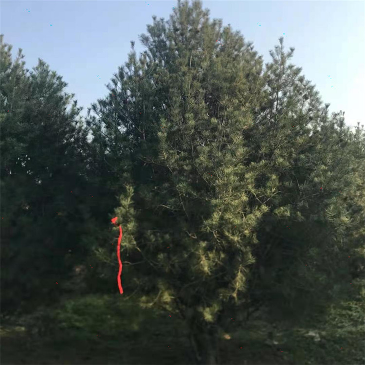 1米-2米-3米-5米白皮松基地 一级大冠幅白皮松苗 精修树形
