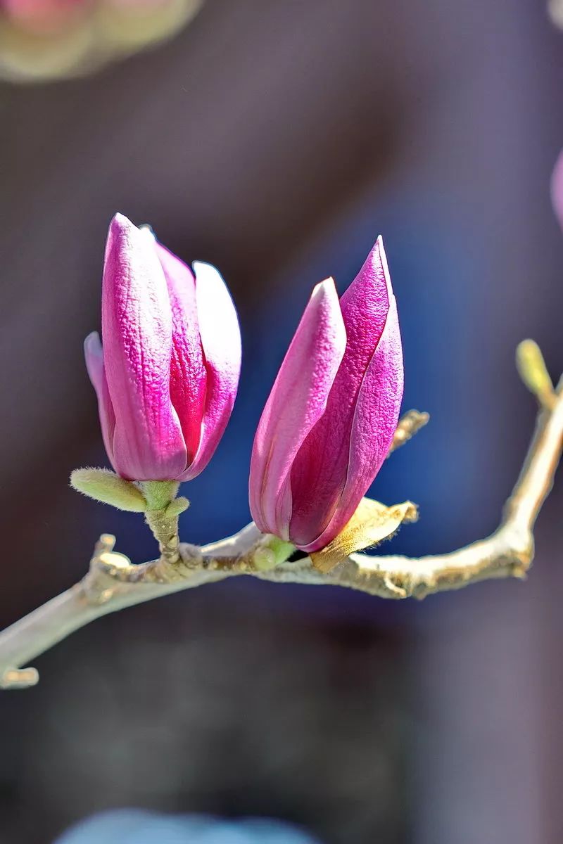 紫玉兰的工笔与写意画法