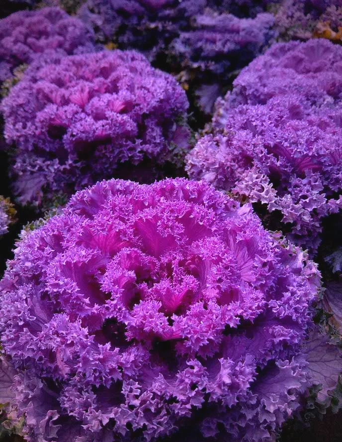 羽衣甘蓝花:多样品种展现美艳风采