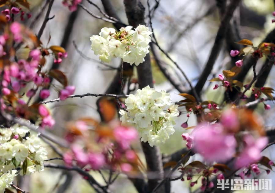 青岛樱花小镇图片