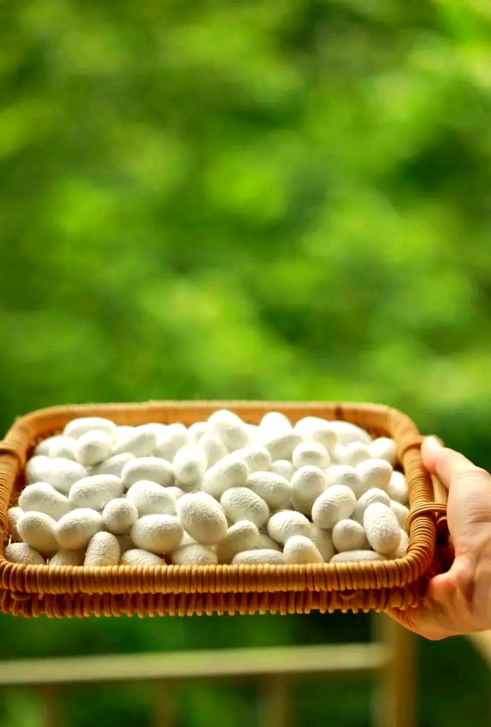 深入了解桑蚕丝:一种被誉为"纤维皇后"的优质丝绸原料