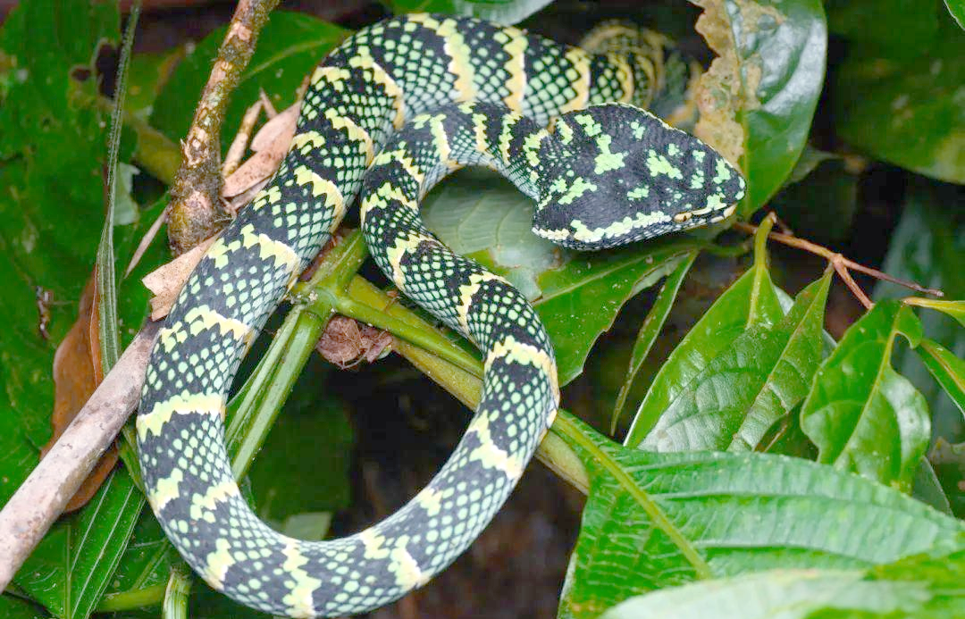 探索全球多种绿色蛇类