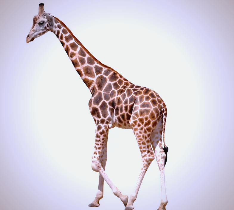 长颈鹿:非洲的独特哺乳动物