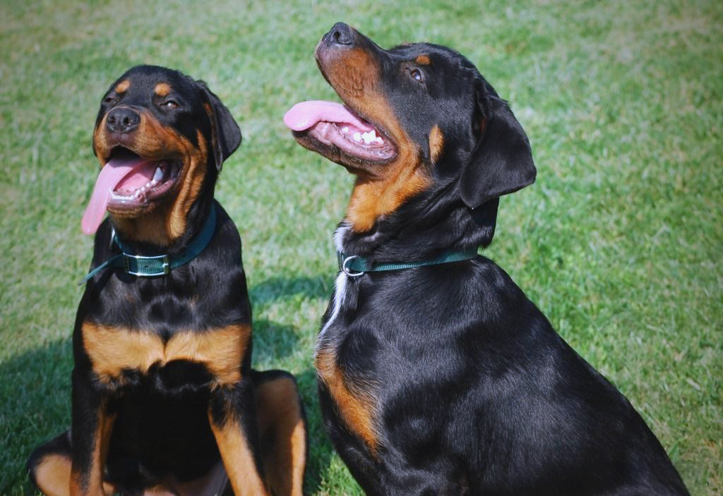 这些德国犬种的独特魅力,你体验过吗