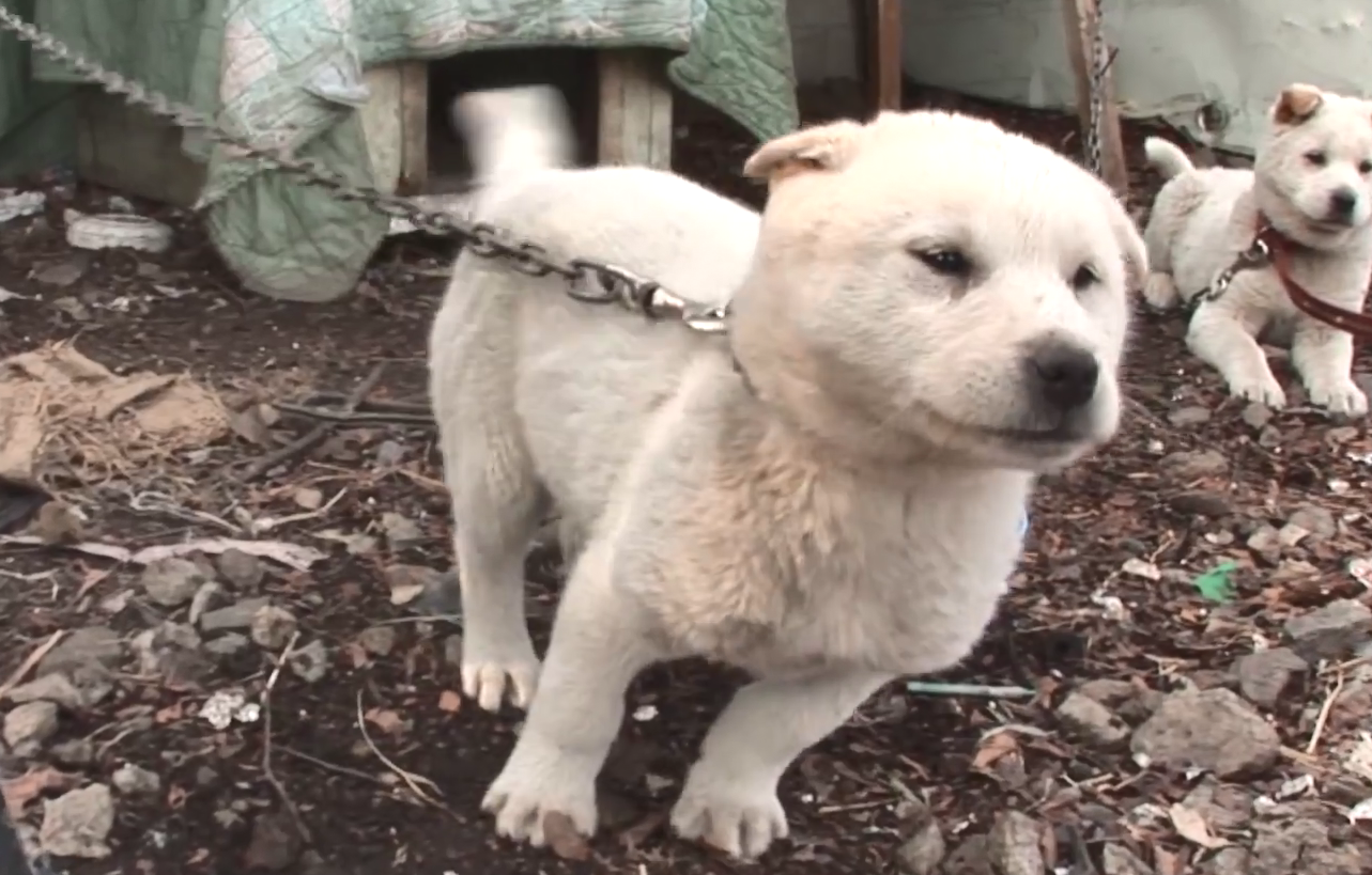 大白狗脖子被勒住窒息,好心阿姨救下白狗,讓它過上好日子