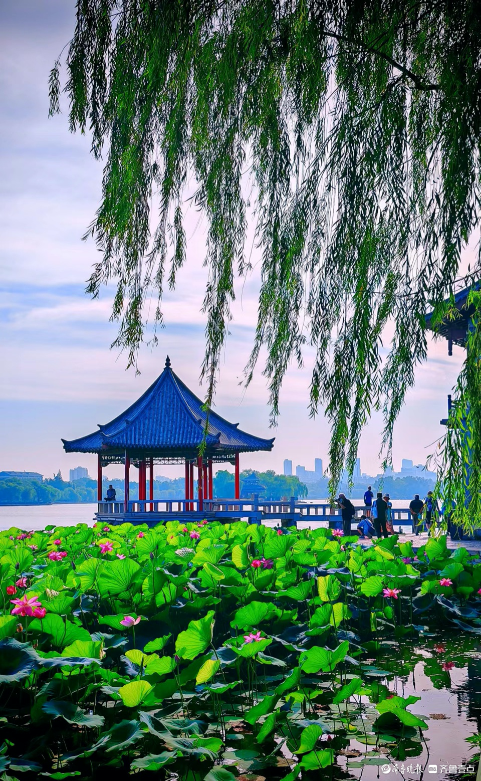 横屏欣赏!大明湖映日荷花别样红,碧水蓝天好风景
