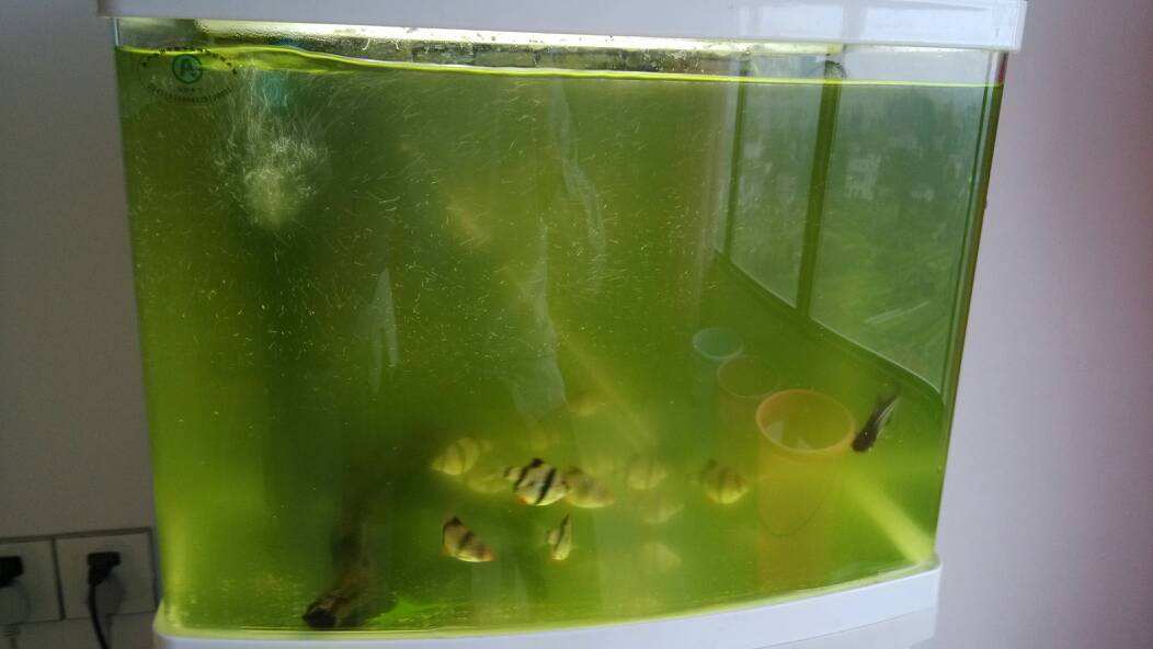 清澈鱼缸水变成菠菜汤?水体发绿应当怎么处理呢?