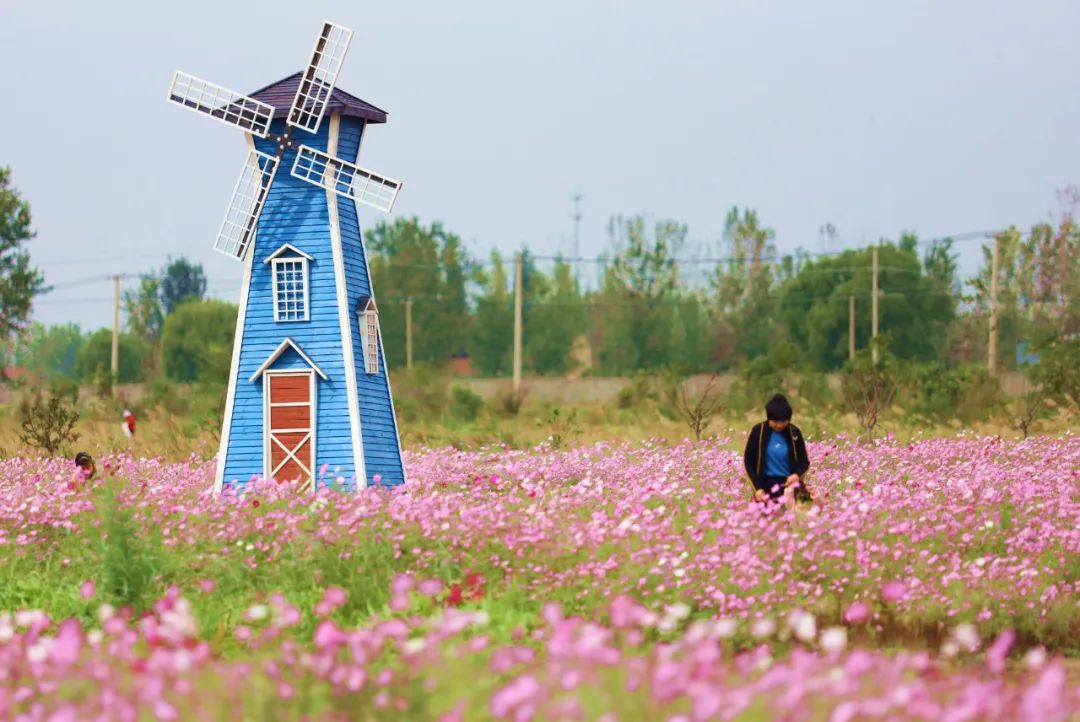 哇塞!徐州这里惊现超美花海