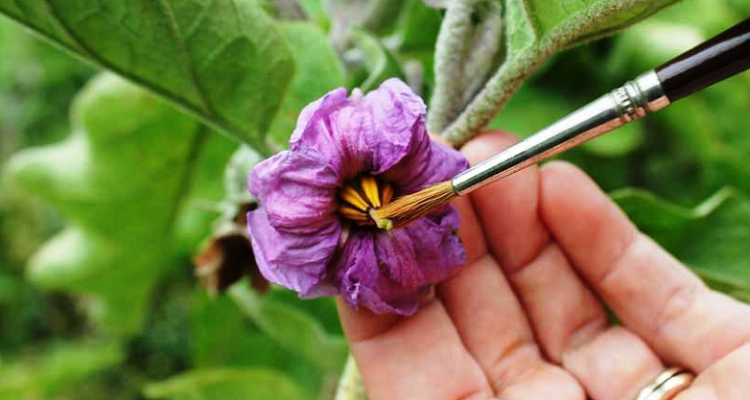 人工授粉的方法