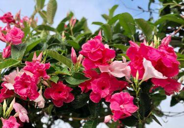 热带藤本皇后-植物非试管高效快繁重瓣飘香藤