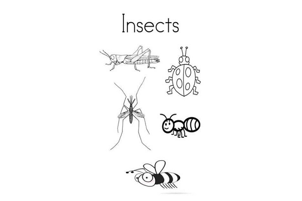 bug和insect的区别