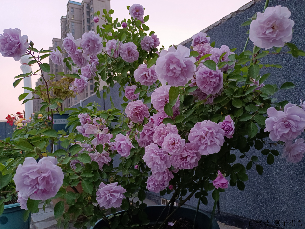 藍色陰雨,藍色風暴,兩款藍紫色月季花,優缺點對比