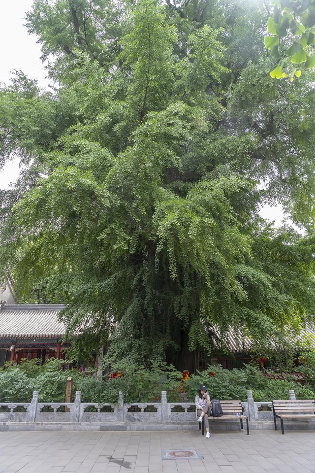 未见龙潭喷雪,只余古柘栖残.游京西潭柘寺