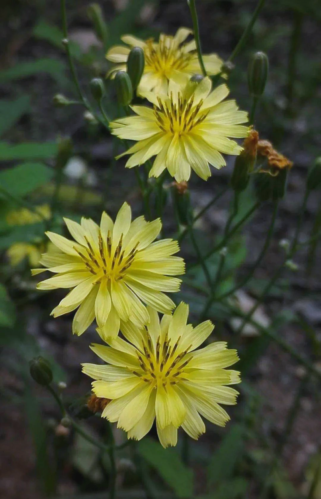 苦菜花开满地香,清秀顽强展芳华
