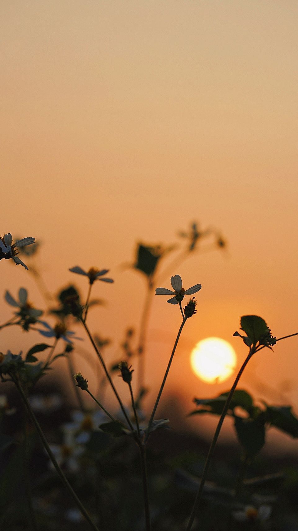 绝美夕阳竖屏壁纸合集