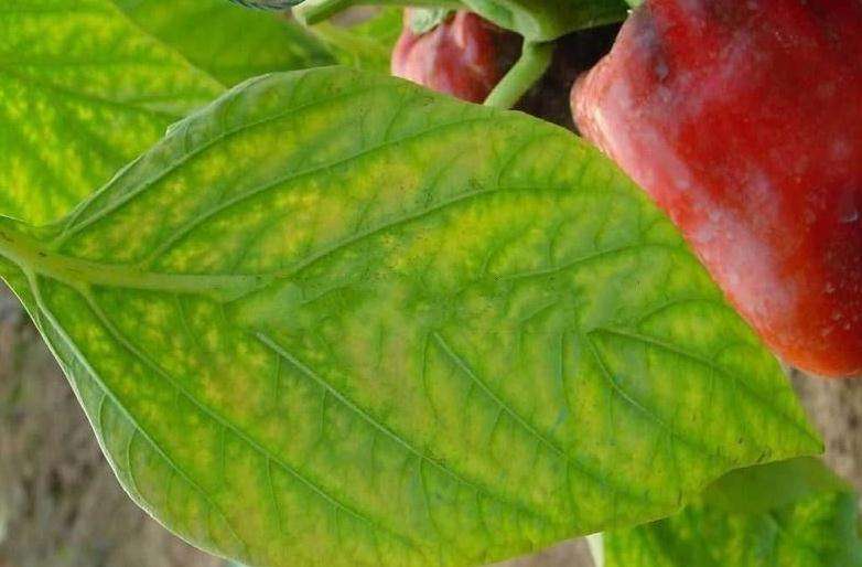 商品专题_朝天椒辣椒根系受损有三大原因:一是辣椒患了病害,如辣椒根