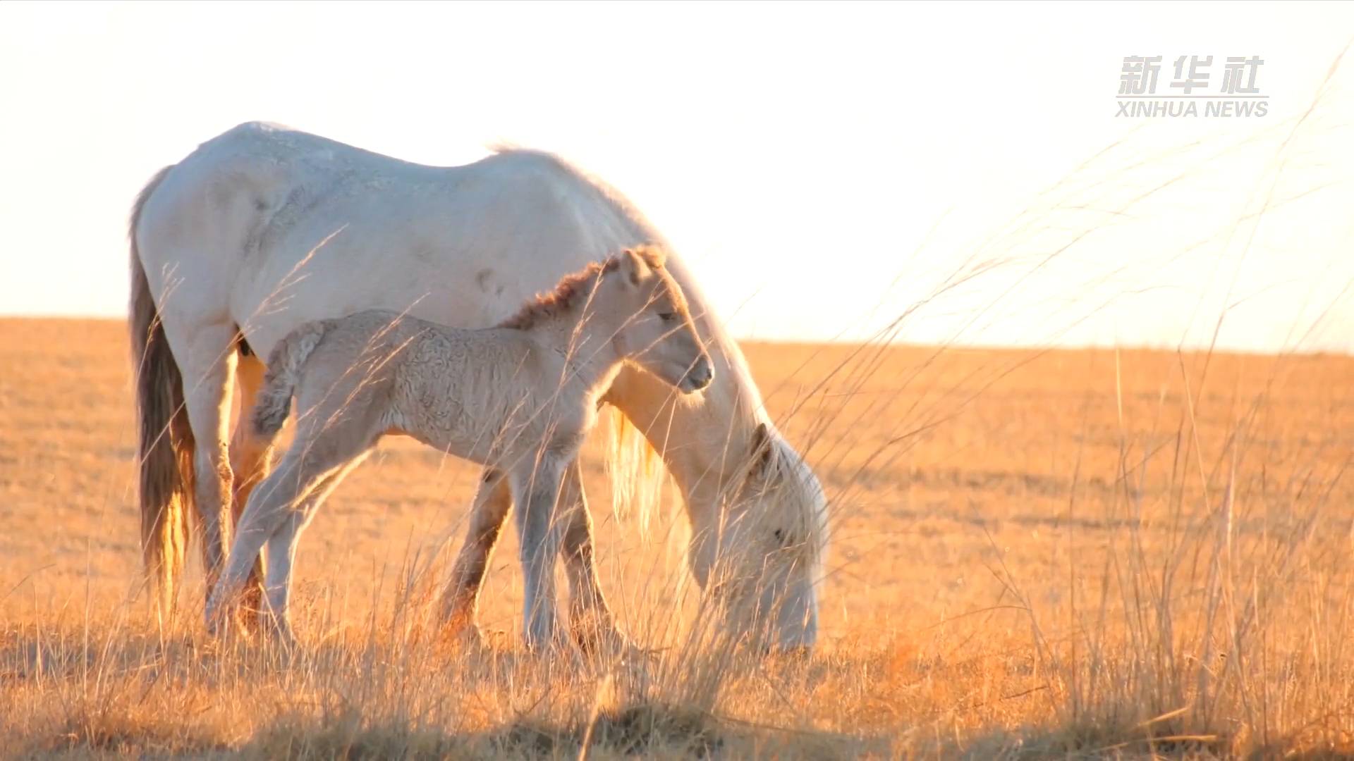 美如壁纸 来看"中国白马之乡"的白色蒙古马