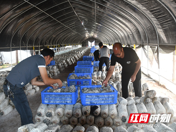 新邵县:大棚平菇获丰收 特色种植助振兴