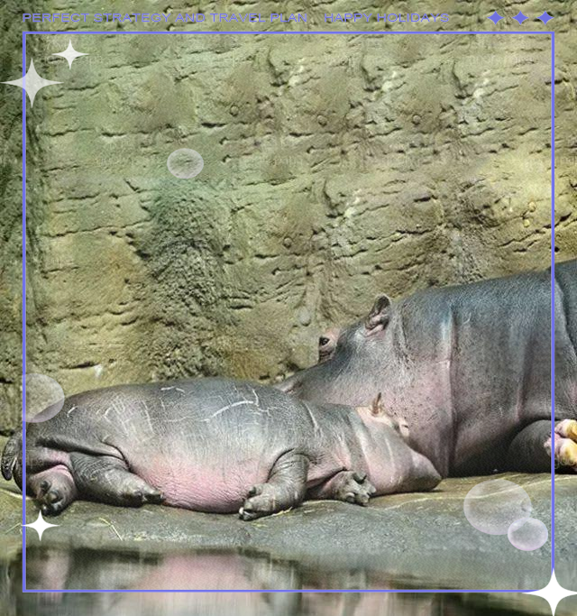 河马:淡水环境中的大型杂食性哺乳动物