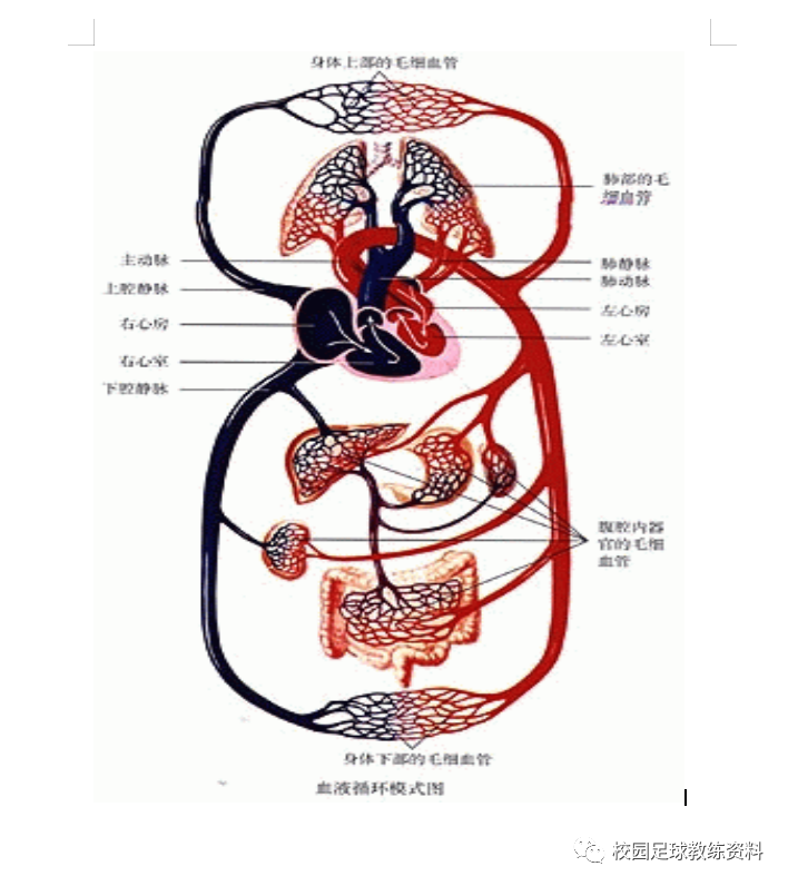 人体八大系统绘图图片