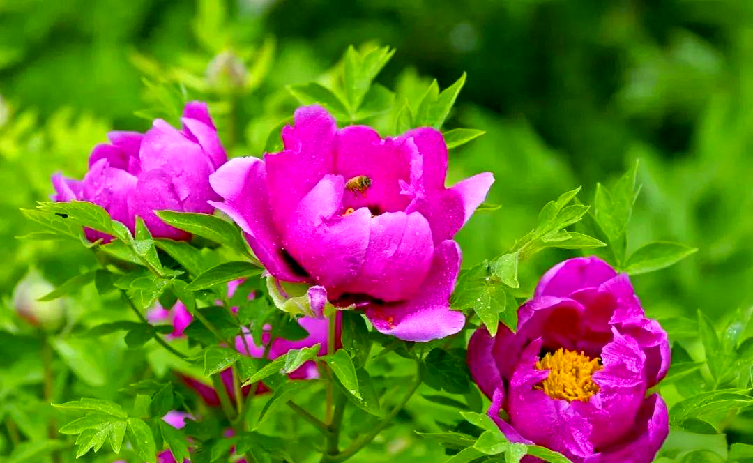 夏季牡丹花养护要点,避免干枯情况,打造叶绿苗壮的美景