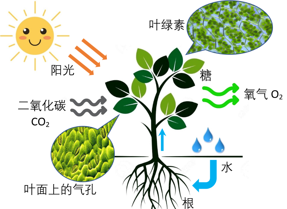 堪称最大的植物:广东一棵树占地20亩,一颗真菌却占地1万多亩?