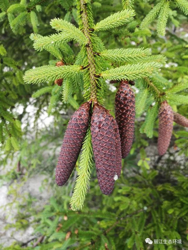 「生物多样性百科」丽江云杉