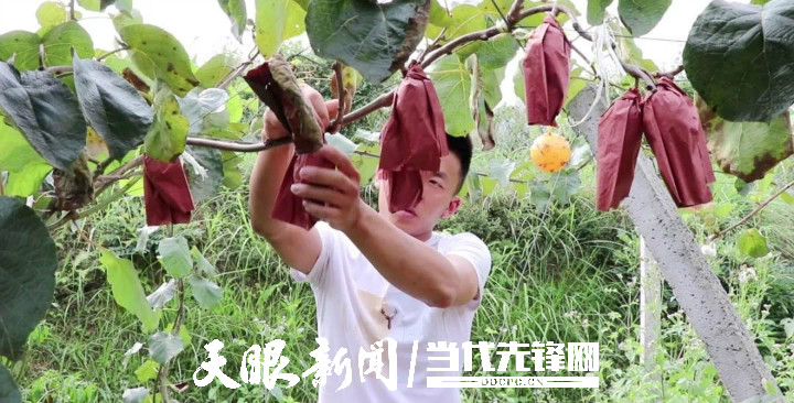 红心猕猴桃种植技术