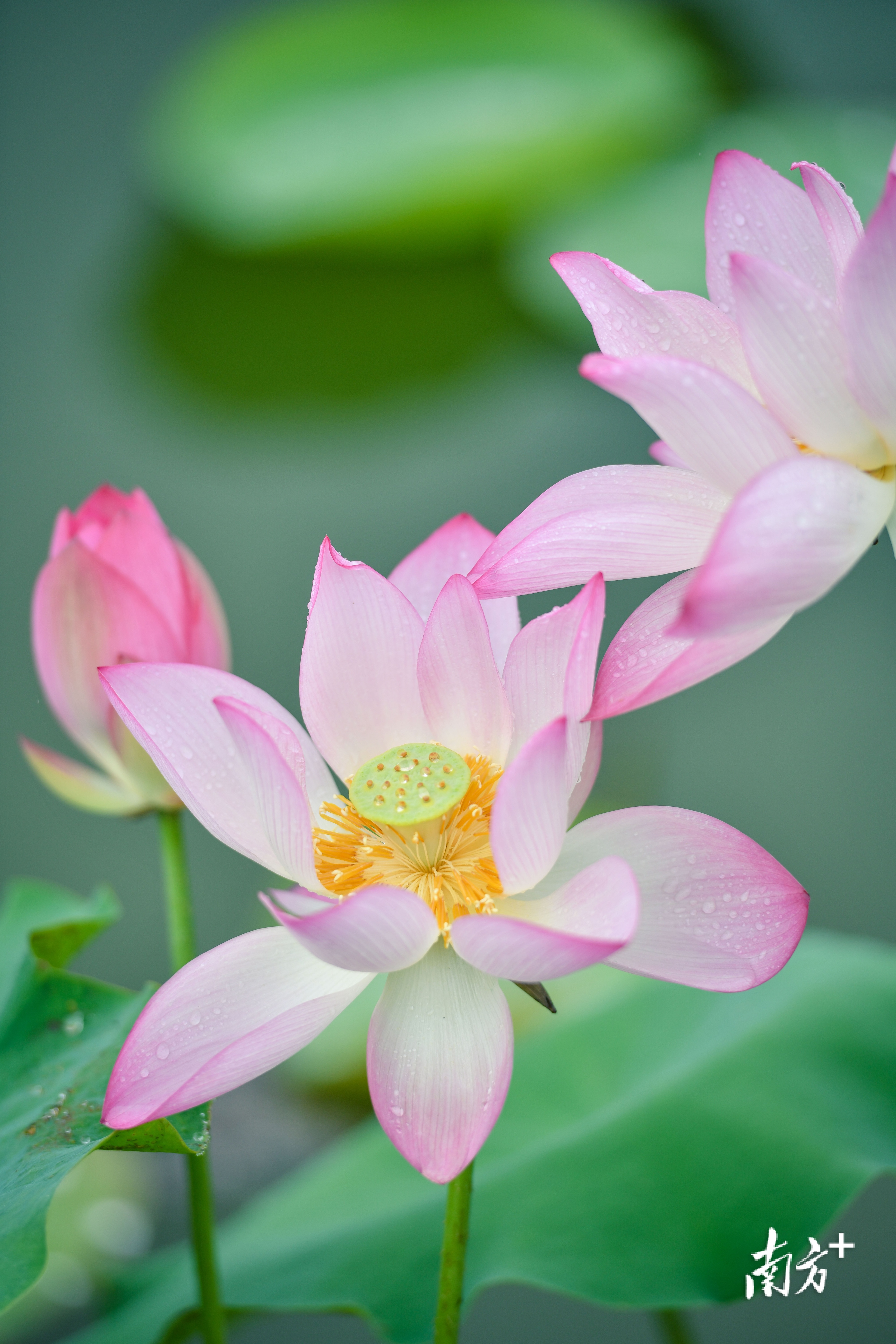 视频|"好运莲莲"!清远飞来湖荷花迎来最佳观赏期